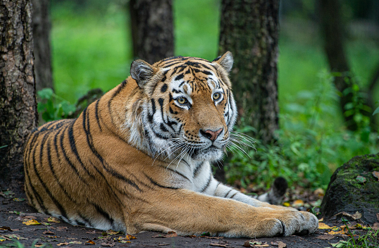 Численность амурского тигра в Приморье станет известна в сентябре.