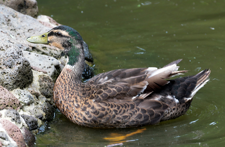 Новую методику выдачи разрешений на охоту в общедоступных угодьях внедряют в Приморье.