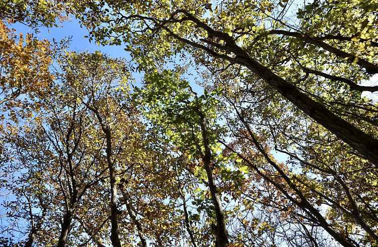 Втрое возросла площадь особо защитных участков лесов в Приморье.